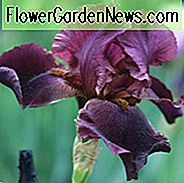 Iris Winesap, Schwertlilie Winesap, Iris Germanica Winesap, Reblooming Schwertlilien, Duftende Schwertlilien, Frühreife Schwertlilien, Rote Schwertlilien, Schwertlilien