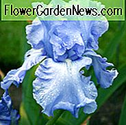 Iris 'Cloud Ballet', hohe Schwertlilie 'Cloud Ballet', Iris Germanica 'Wolkenballett', Iris der mittleren Jahreszeit, Iris der Reblooming, blaue Iris