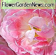 Tulip Peach Blossom, Tulipa Peach Blossom, Tulipe Peach Blossom, Pink Tulips, Double Early tulpen, Tulipes Double Hatives, Spring Bulbs, Spring Flowers