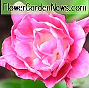 Tulipa 'Queen of Marvel', Tulip 'Queen of Marvel', Double Early Tulip 'Queen of Marvel', Double Early Tulips, Spring Bulbs, Lentebloemen, Tulipe Queen of Marvel, Dubbele roze tulp, Roze tulp