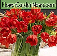 Tulipa 'Abba', Tulip 'Abba', Double Early Tulip Abba ', Double Early Tulips, Spring Bulbs, Lentebloemen, Tulipe Abba, Double Red Tulip, Red Tulip