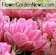 Tulipa 'Double Price', Tulip 'Double Price', Double Early Tulip 'Double Price', Double Early Tulips, Spring Bulbs, Spring Flowers, Purple Tulip