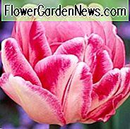 Tulipa 'Foxtrot', Tulip 'Foxtrot', Double Early Tulip 'Foxtrot', Double Early Tulips, Spring Bulbs, Spring Flowers, Tulipes Double Hatives, Pink Tulip