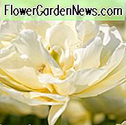 Tulipa Mondial, Tulip 'Mondial', Double Early Tulip 'Mondial', Double Early Tulips, Spring Bulbs, Lentebloemen, Tulipe Mondial, Dubbele witte tulp, Witte tulp