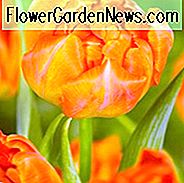 Tulipa 'Orca', Tulip 'Orca', Double Early Tulip 'Orca', Double Early Tulips, Spring Bulbs, Lentebloemen, Oranjetulp, Tulpenbollen, Tulpen, Tulp, Tulip Popular