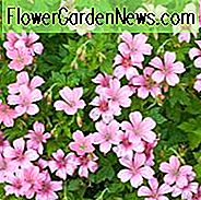 Geranie Wargrave Pink, Hardy Geranie Wargrave Pink, Cranesbill Wargrave Pink, Geranium Endressii Wargrave Pink, Geranium x Oxonianum Wargrave, Geranium Wargrave Pink, Beste Geranien, Best Bodendecker, Rosa Geranie, Lachs Geranium