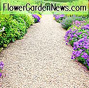Hardy Geranium, hardy Geranien, Best Hardy Geranien, Great Hardy Geranien, Cranesbill, Best Kranichs, Lange blühende Geranien, non-Stop blühende Geranien