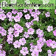 Geranie Mavis Simpson, Geranie 'Mavis Simpson', Kranich Bill 'Mavis Simpson', Geranie × riversleaianum 'Mavis Simpson', Hardy Geranien, AGM Geranie, beste Geranien, beste Bodendecker, rosa Geranie, rosa Blüten