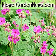 Geranium Macrorrhizum 'Czakor', Geranium 'Czakor', Cranesbill 'Czakor', Hardy Geranium 'Czakor', Rock Geranium 'Czakor', Beste Geranien, Beste Bodendecker