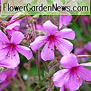 Geranium palmatum, Kanarische Insel Cranesbill, Kanarische Insel Geranium, Geranium Anemonifolium, lila Geranie, Rosa Geranie, immergrüne Geranie