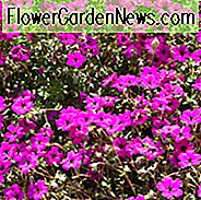 Geranium subcaulescens 'Giuseppii', Schwarzäugiger Magenta Cranesbill 'Giuseppi', Cranesbill 'Giuseppii', Geranie (Cinereum Gruppe) 'Giuseppii', Geranium cinereum subsp. subcaulescens var. subcaulescens 'Giuseppii', Geranium cinereum var. Subcaulescens 'Giuseppii', Hardy Geranien, Best Geranien, Best Border Geranium, lila Geranie
