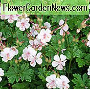 Geranie × cantabrigiense 'Biokovo', Cranesbill 'Biokovo', Hardy Geranien, Beste Geranien, Rosa Geranie