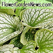 Brunnera Silver Charm, Siberian Bugloss 'Silver Charm', Hearleaf Brunnera 'Silver Charm', False Forget-Me-Not 'Silver Charm', blauwe bloemen, lentebloemen