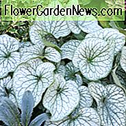 Brunnera Alexander's Great, Brunnera macrophylla 'Alexander's Great', Siberian Bugloss 'Alexander's Great', Hearleaf Brunnera 'Alexander's Great', False Forget-Me-not 'Alexander's Great', blauwe bloemen, lentebloemen