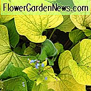 Brunnera Diane's Gold, Brunnera macrophylla 'Diane's Gold', Siberian Bugloss Diane's Gold, Hearleaf Brunnera Diane's Gold, False Forget-me-not Diane's Gold, blauwe bloemen, lentebloemen