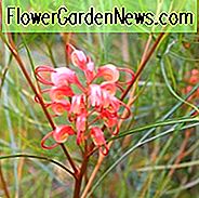 Grevillea 'Long John', 'Long John' Grevillea, mediterrane Sträucher, immergrüne Sträucher, rote Blüten, orange Blüten, trockenheitsresistente Blüten