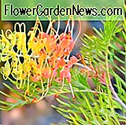 Grevillea 'Pfirsiche und Sahne', 'Pfirsiche und Sahne' Grevillea, Mittelmeersträuche, immergrüne Sträuche, gelbe Blumen, orange Blumen, Dürre tolerante Blumen