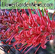 Grevillea 'Robyn Gordon', 'Robyn Gordon' Grevillea, mediterrane Sträucher, immergrüne Sträucher, rote Blüten, orange Blüten, trockentolerante Blüten
