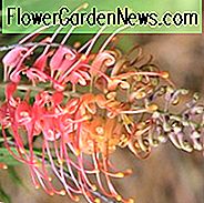 Grevillea 'Superb', 'Superb' Grevillea, mediterrane Sträucher, immergrüne Sträucher, rote Blüten, orange Blüten, trockenheitsresistente Blüten