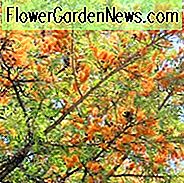 Grevillea robusta, Silky Oak, Seideneiche, Silky-Bark Oak, mediterrane Sträucher, immergrüne Sträucher, gelbe Blüten, orange Blüten, trockenheitsresistente Blüten