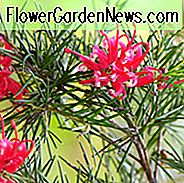 Grevillea rosmarinifolia, Rosmarin Grevillea, Mittelmeersträucher, immergrüne Sträuche, rote Blumen, orange Blumen, Dürre tolerante Blumen