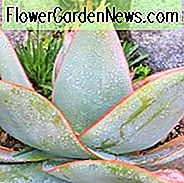 Aloe striata, Coral Aloe, Orangenblüten, Sukkulenten, Aloen, Trockenheitstolerante Pflanzen