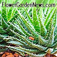 Aloe 'Crosby's Prolific', Rote Aloe, Crimson Aloe, Rote Sukkulente, Kleine Aloe, Zwerg Aloe