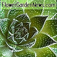 Aloe aristata, Fackelpflanze, Spitzenaloe, rote Blüten, Hardy Aloe, Cold Hardy Aloe