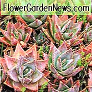 Aloe brevifolia, kurzblättrige Aloe, kurzblättrige Aloe, rote Blüten