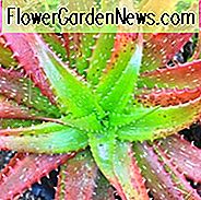 Aloe cameronii, Rote Aloe, Crimson Aloe, Rote Sukkulente, Camerons Ruwari Aloe