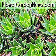 Aloe nobilis, Goldzahn Aloe, Aloe Mitre, Edle Aloe, Aloe perfoliata, Aloe albispina, Aloe colfelyni, Aloe flavispina, Aloe parvispina, Rote Blumen, Orange Blumen