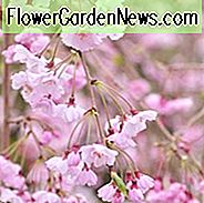 Prunus pendula 'Pendula Plena Rosea', Weinende Kirsche 'Pendula Plena Rosea', Kirsche 'Pendula Plena Rosea', Doppel Weeping Rosebud Kirsche, Prunus × subhirtella var. Pendel f. Plena rosea, Prunus pendula 'Pleno Rosea', Prunus 'Yae-beni-shidare', rosa Blüten, Frühlingsblumen