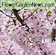 Prunus pendula f. ascendens 'Rosea', Weinende Kirsche 'Rosea', Prunus pendula 'Ascendens Rosea', Prunus pendula var. ascendens 'Rosea', Prunus × subhirtella 'Ascendens Rosea', Prunus × subhirtella 'Rosea', Prunus × subhirtella var. ascendens 'Rosea', Prunus 'Beni-higan', rosa Blüten, Frühlingsblumen
