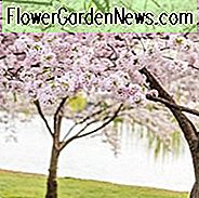 Japanische blühende Kirschen, blühende Kirschen, blühende Jahreszeit Blühende Kirschen, Sakura, duftende Kirschblüte, Higan Kirsche, Yoshino Kirsche, Fuji Kirsche