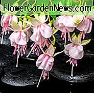 Winterharte Fuchsien, winterharte Fuchsien, blühende Sträucher, Steingarten, Sommerblumen