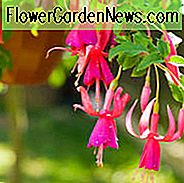 Winterharte Fuchsie, winterharte Fuchsien, blühende Sträucher, Sommerblumen, Herbstblumen, Hängekörbe
