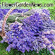 cele mai aromate lavenders, lavenders puternic parfumate, Lavandă engleză, Lavandin, lavandula angustifolia, lavandula x intermedia, lavenders parfumate
