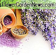 cele mai aromate lavenders, lavenders puternic parfumate, Lavandă engleză, Lavandin, lavandula angustifolia, lavandula x intermedia, lavenders parfumate