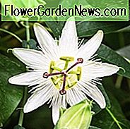 Passiflora Caerulea 'Constance Eliott', Passionsblume 'Constance Eliott', 'Constance Eliott' Blaue Passionsblume, 'Constance Eliott' Passionsrebe, 'Constance Eliott' Passionsblume, 'Constance Eliott' Passionvine, Weiße Reben, Mediterrane Reben, Weiße Blumen, Immergrüne Reben