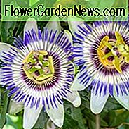 Passiflora Caerulea, blaue Passionsblume, blaue Krone, gemeine Passionsblume, Blume von fünf Wunden, südliche Schönheit, wilde Aprikose, blaue Reben, Mittelmeerreben, blaue Blumen