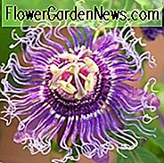 Passiflora Incarnata, wilde Passionsblume, Aprikosenrebe, purpurrote Passionsblume, purpurrote Leidenschafts-Rebe, Maypop, blaue Reben, Mittelmeerreben, blaue Blumen, immergrüne Reben