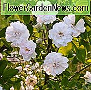 Rose 'Pauls Himalaya-Moschus', Rosa 'Pauls Himalaya-Moschus', Kletterrose 'Pauls Himalaya-Moschus', Rambler Rose 'Pauls Himalaya-Moschus', Kletterrosen, rosa Rosen, Rosensträucher, Gartenrosen
