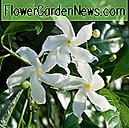 Chinesischer Efeu, chinesischer Jasmin, Sternjasmin, konföderierter Jasmin, Jasmin Rhynchospermum, Jasmin Rhyncospermum