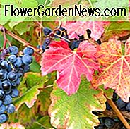 Vitis 'Boskoop Glory', Weinrebe 'Boskoop Glory', Weintraube 'Boskoop Glory', 'Vitis vinifera' Gloire van Boskoop ', ' Vitis 'Gloire of Boskoop', Weinreben, Herbstfarbe