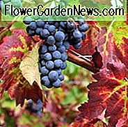 Vitis 'Boskoop Glory', Weinrebe 'Boskoop Glory', Weintraube 'Boskoop Glory', 'Vitis vinifera' Gloire van Boskoop ', ' Vitis 'Gloire of Boskoop', Weinreben, Herbstfarbe
