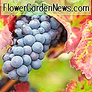 Vitis 'Regent', Weinrebe 'Regent', Vitis Vinifera 'Regent', Weinreben, Herbstfarbe, Zierreben, Rote Trauben