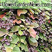 Vitis Coignetiae, Crimson Glory Vine, Weinreben, Herbstfarbe, rote Blätter