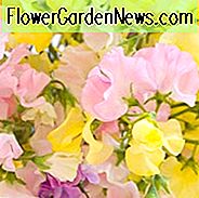 Lathyrus Odoratus, süße Erbse, einjährige Pflanze, Duftpflanze, Kletterpflanze, einjährige Blumen, duftende Blumen Kletterblumen