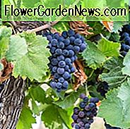Vitis Concord, Grape Vine Concord, Grape Concord, Vitis labrusca Concord, Grape Vines, Blue Grapes, Seedless Grapes