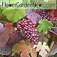 Vitis Vinifera 'Purpurea', Weinrebe 'Purpurea', Teinturier Traube, Weinreben, Herbstfarbe, Purple Laub, Purple Blätter, Purple-Leaf Weinrebe